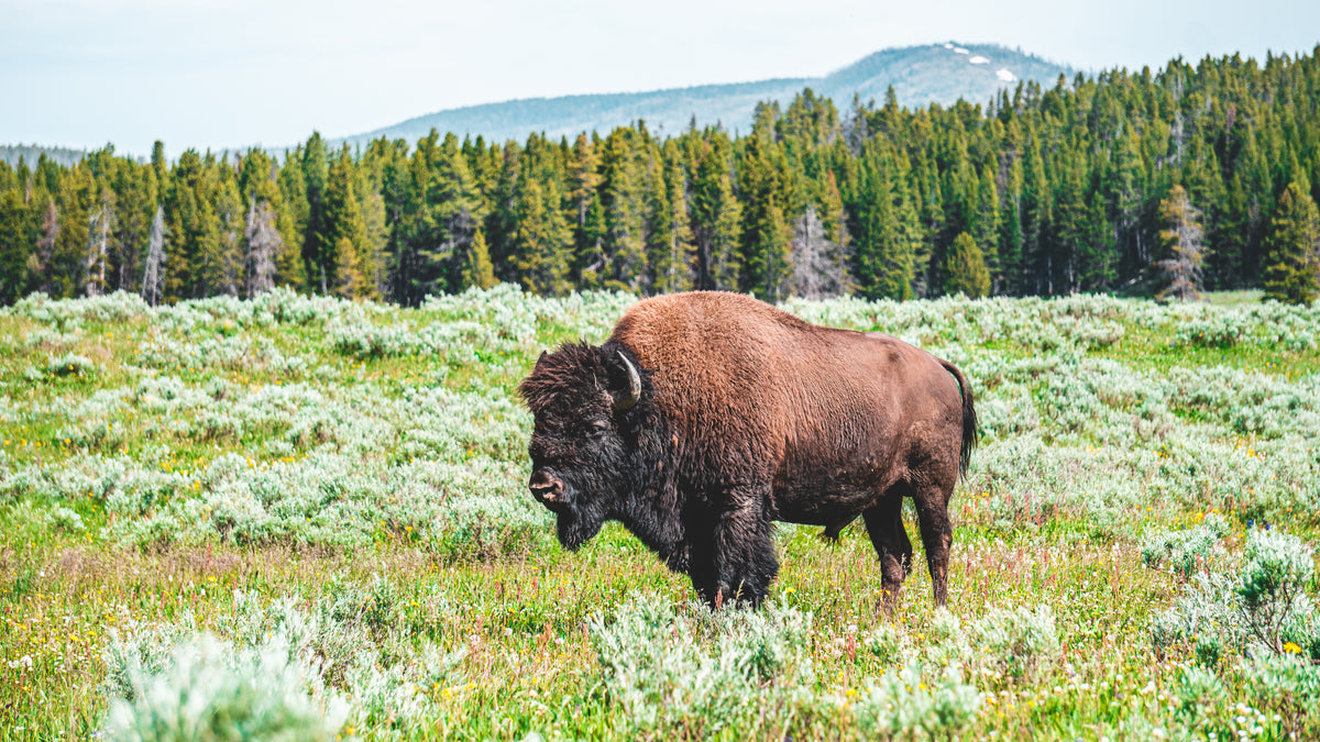 Keystone Ranch Inc